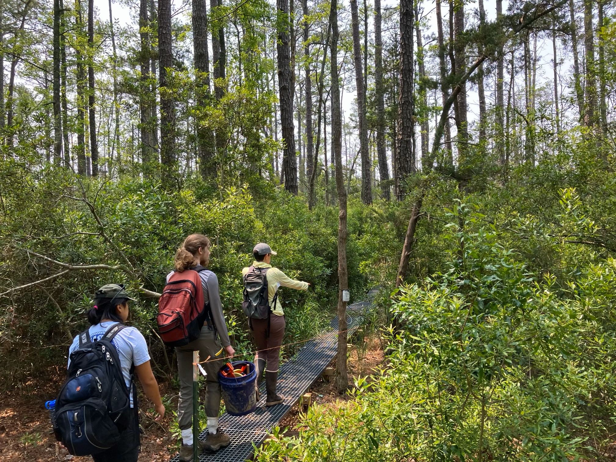 Forest fieldwork