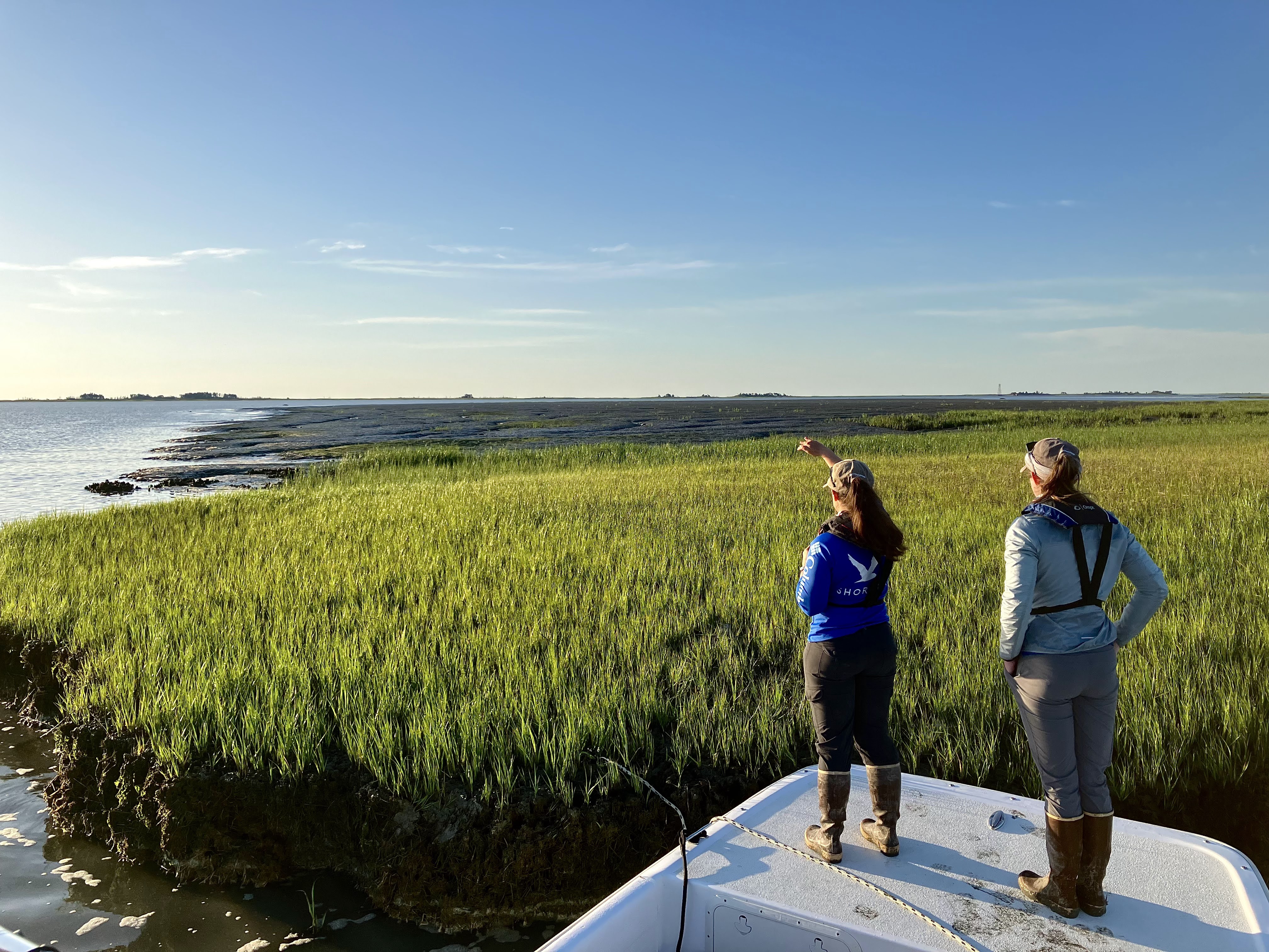 bird surveys in the field